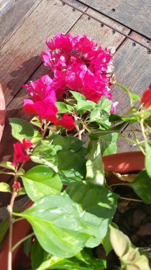 Manava Tahara'A Home Stay Mahina Екстер'єр фото
